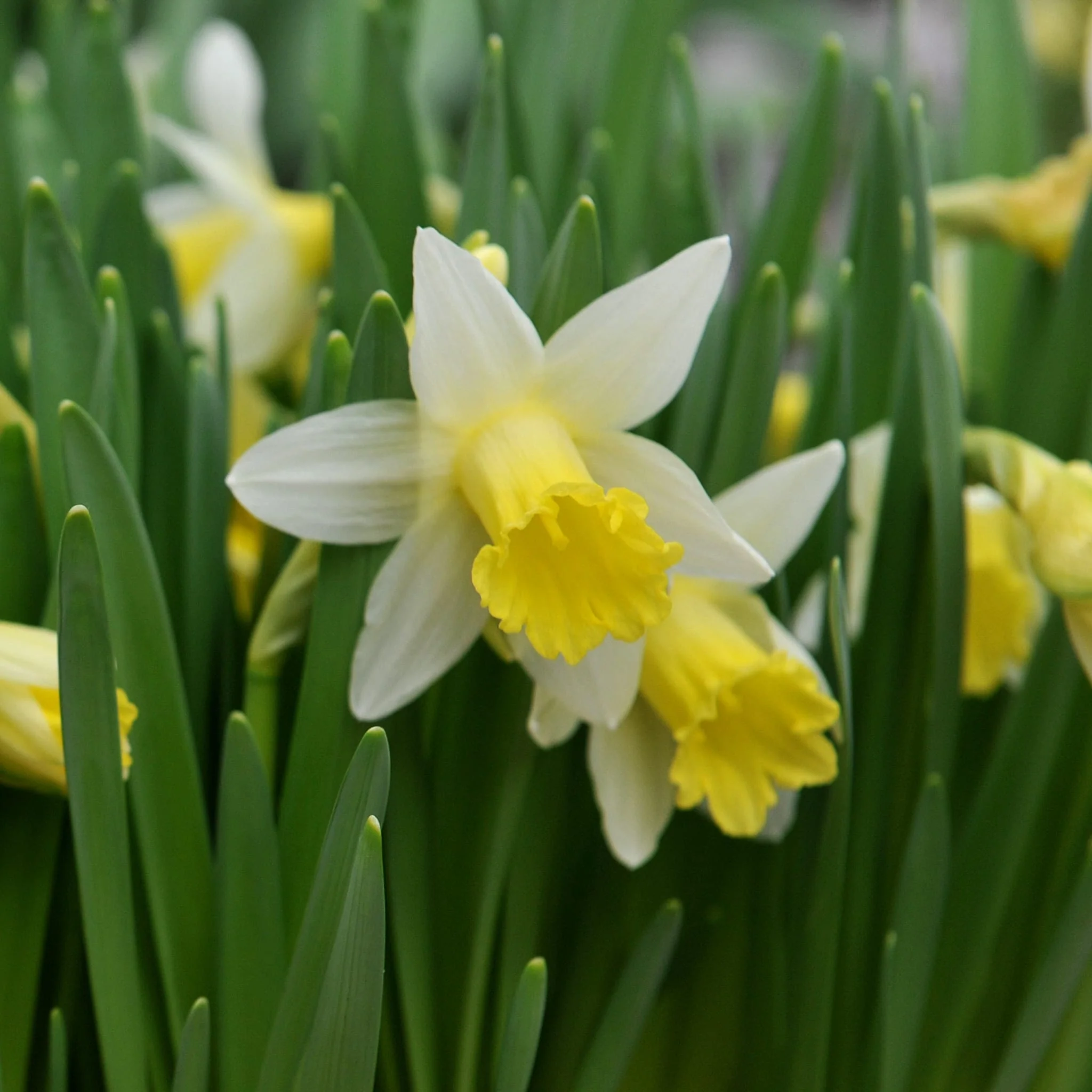 Narcissen