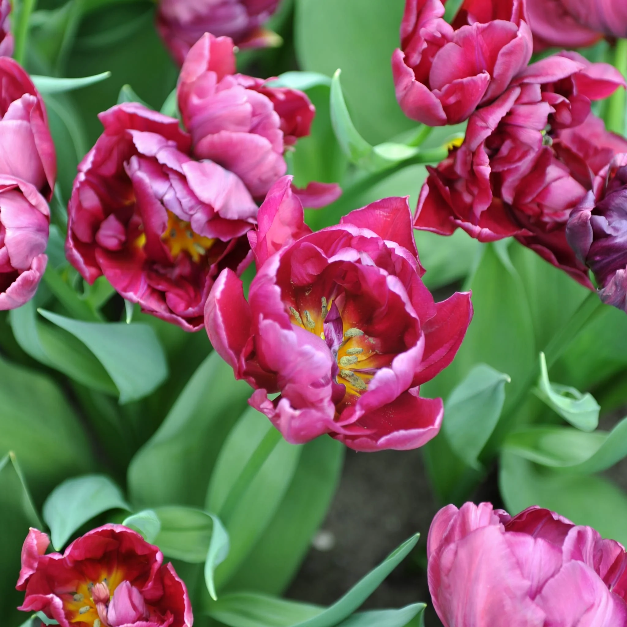 Tulpen
